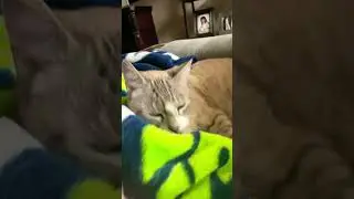 Swolled shampoo #cat #transition #150 #kitty #swallow #shampoo #comedy #cute #shorts