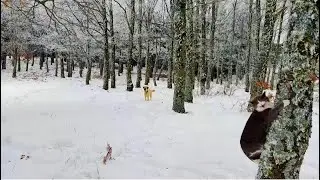 Karlı Dağlarda Tek Başına Kamp / Solo Winter Camping in Heavy Snow