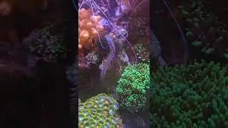 monster bristle worm #bristleworm #worm #aquarium #reeftank #coraltank
