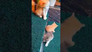 Tiny kittens, big energy Watch these little furballs in action #Kittens #cute #shorts #ytshorts