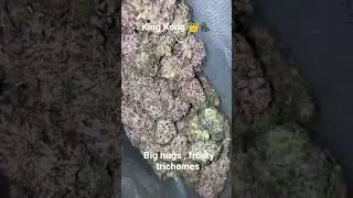 king Kong 👑🦍 | Beautiful Big Nugs. Another mesmerizing Strain.🏆