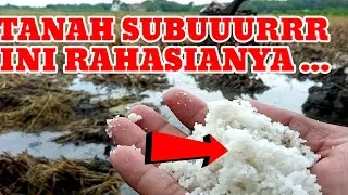 Manfaat garam dapur untuk menyuburkan tanaman dan lahan.