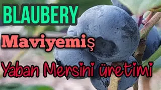 Maviyemiş üretimi Blaubery Likapa Yaban Mersini tohumdan üretimi