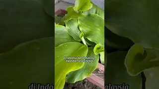 Khasiat Cekur Utk Perubatan Dan Masakan #berkebun #shortsyoutube