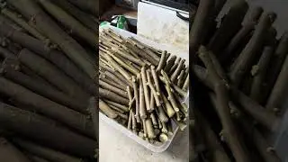 How To Root Figs Using Sand Propagation Step By Step
