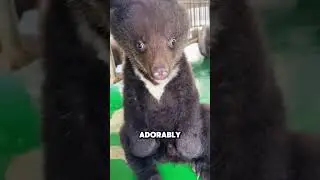 Is the brown bear waving to say hello to humans?#animals #funny #brownbear