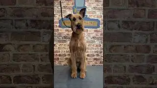 Doggy Daily, выпуск 333: ирландский терьер Аойфе 🐾 #irishterrier #handstripping #doggrooming