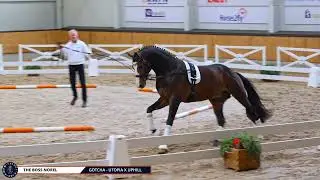 The Boss Norel - Gotcha-Utopia x Uphill