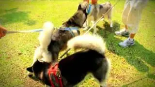The Animal Lulla ตอน ตะลุยปาร์ตี้ ช่วงที่ 1