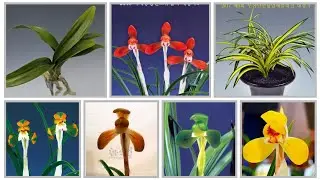 화소정-[3월17일] 제309편 *판매중-종예홍화 *판매됨-문수봉.단엽.화형홍화.원명.송정.운정소
