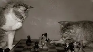 CHESS .....CCCOOOM DAY 15 ? ^^