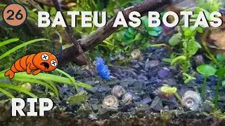 Um camarão neocaridina nos deixou! RIP | Vlog 26