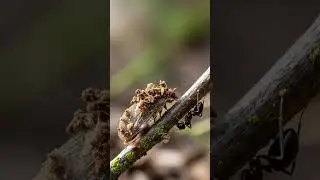 The 
