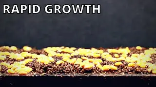 How To Grow Garden Cress - Time Lapse | Melurth