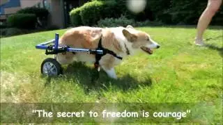 Corgi's First Steps In Dog Wheelchair!