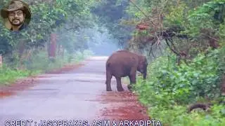 Wildlife Mix Combination.