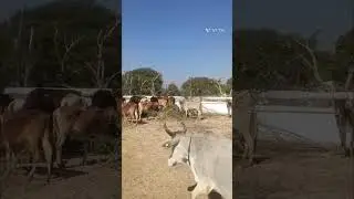 shree naval shyam krishna Goshala kelwa #radhekrishna#vlog #indianfarm #comedy #sukrapradosh#youtube