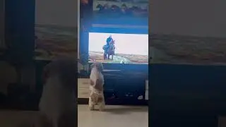 😆My pet is a movie buff🐾#pets #shortsvideo #music #dog #puppyvideos #funnypuppy #puppyeyes
