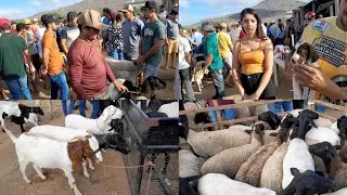Feira de Animais da Vila do jerimum,à melhor da região. Taquaritinga do Norte PE 01/02/2026.