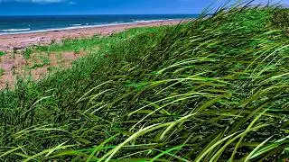 Ocean Waves and Wind Sounds | Listen To Calm Your Mind & Relax