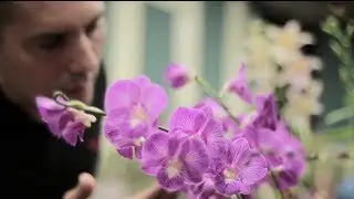 Por que criar orquídeas é tão viciante?