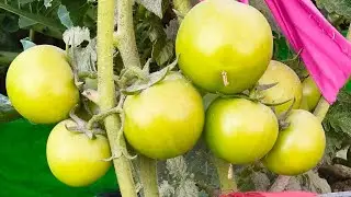 Welcome To My Live,Kya Tamatar Ke Phool Tamatar Nhi Ban Rahe Hai.#live #live stream #live streaming