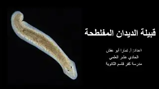 قبيلة الديدان المفلطحة