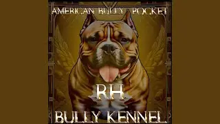 RH BULLY KENNEL (AMERICAN BULLY POCKET)