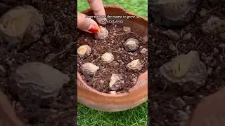Grow your own Soap🪴 #plantupdate