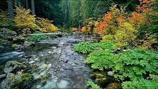 Soothing Piano Sound Therapy to Relax the Brain