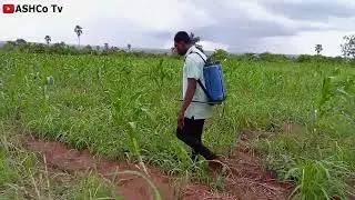 🛑I Sprayed My Four Acre Maize Farm With GRAMOXONE Non-Selective Weedicide. This Is Why. - ASHCo TV