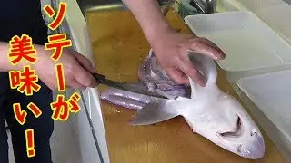 【美味】鮮度抜群のシロザメを捌いてみたら事件が起こったよ！！