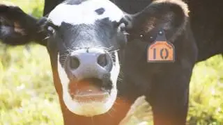 Echo Lake: Lost Cow   the origin story of Echo Lake