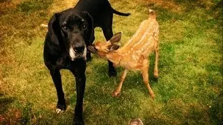 Dog babysits deer - Animal Odd Couples Episode 1 Preview - BBC