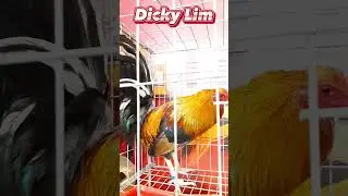 Dicky Lim Sweater Lemon | IGF 2023