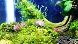 Black Tiger Badis (Dario sp. &ldquo;Myanmar&rdquo;) and Scarlet Badis (Dario dario)