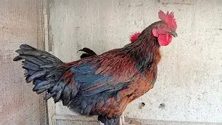 Young roosters & hens Relaxing @ Home 🏡 🐓🐔 #birds #chicken 