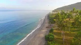 drone flying through palm trees