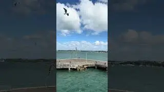 Seagull at Devonport Ferry Terminal (2025-11-14, Auckland, New Zealand) [4K]