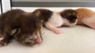 2 days old new born kittens