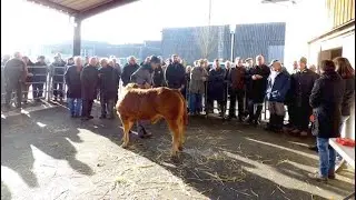 ✅  Saint-C&eacute;r&eacute; : une foire aux veaux de lait prim&eacute;e aux ench&egrave;res pour ouvrir la saison