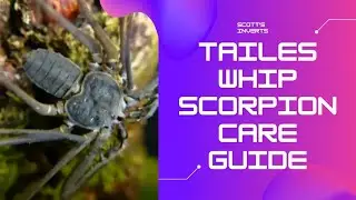 Tailess whip scorpion care and setup  #scottsinverts #tailesswhipscorpion