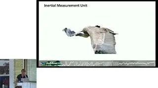 18. AniMove 2024, Auxiliary Sensors by Hannah Williams