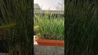 20 cm Tall Wheatgrass Grown Since 10 December | Fresh & Healthy Green Juice 🌾