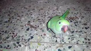 indian ringneck parrot my kuttimaa