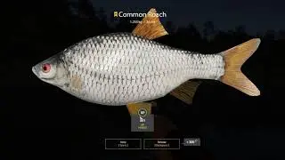 Russian fishing 4 - Trophy Common Roach / Kuori Lake