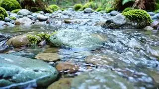 Gentle River Over Stones Sounds for Relaxation & Focus | Nature ASMR No Music