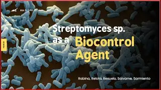 streptomyces sp  as bio Control Agent