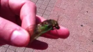 A Bug's Life