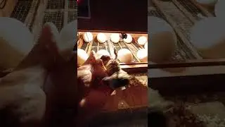 Detik detik anak angsa menetas #duck #angsa #goose